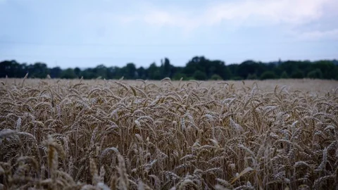 Wheat Fields Golden Light Stock Footage 113154545