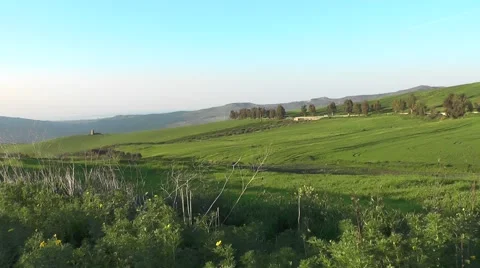 Wheat fields green Stock Footage 49179721
