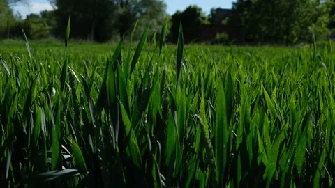 Wheat fields in the green phase Stock Footage 131108051