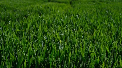 Wheat fields in the green phase Stock Footage 131108585