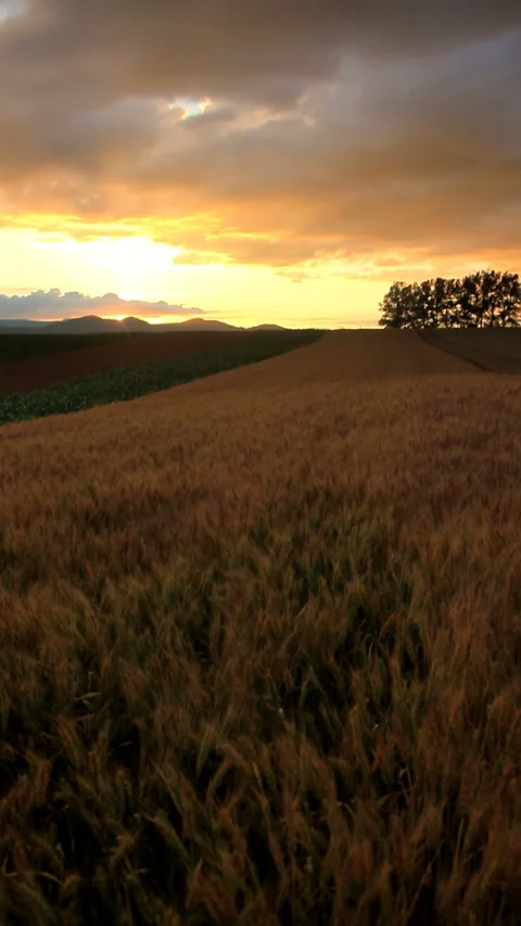 Wheat Fields, Groves, and Sunset 스톡 동영상 330244072