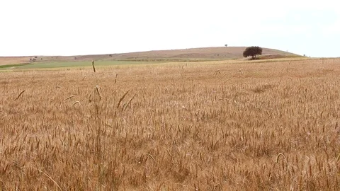  wheat fields HD 1080 Stock Footage 111632657