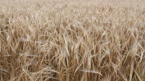 Wheat fields HD 1080 Stock Footage 111633986