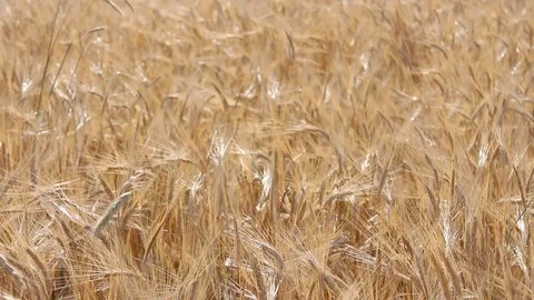  wheat fields HD 1080 Stock Footage 111634072