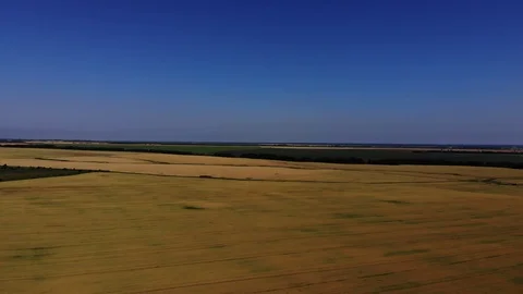 Wheat fields from a height. Stock Footage 111391548