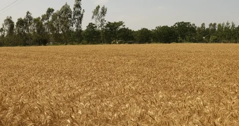 Wheat fields in India Stock Footage 90464364