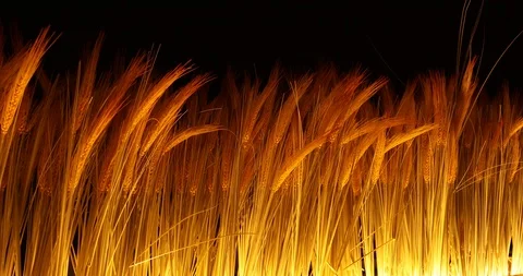 Wheat fields in India Stock Footage 93341279