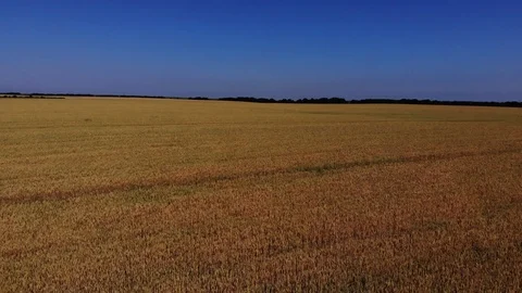 Wheat fields on Kuban. Wheat fields in the Kuban. Stock Footage 111391736