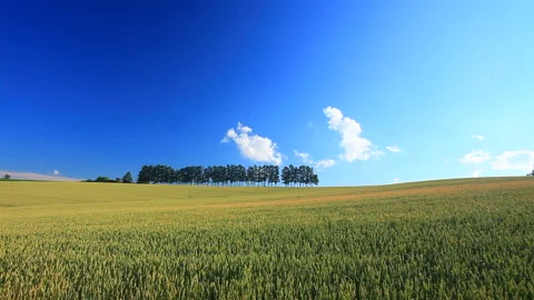 Wheat Fields, Larch Groves, and Sunbeams Stock Footage 330448279