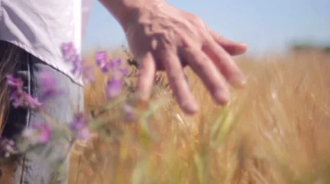 Wheat fields with man's hand touching Video stock 7769177