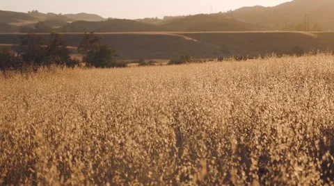 Wheat fields in mountins Stock Footage 54618577