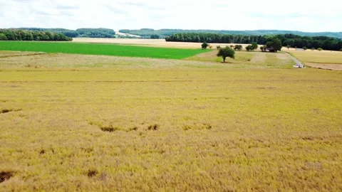 Wheat fields near the forest 動画素材 161657817