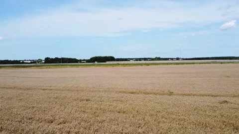 Wheat fields near the road, flying over a wheat field at low altitude Stock Footage 194024120