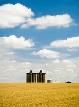 Wheat fields Stock Photos