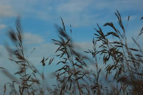 Wheat fields Stock Photos