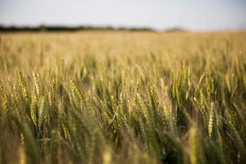 Wheat fields Stock Photos