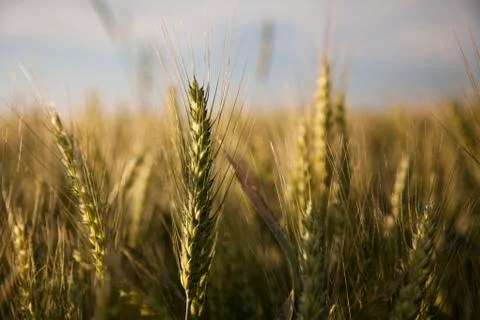 Wheat fields Stock Photos