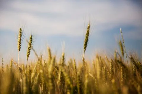 Wheat fields Stock Photos