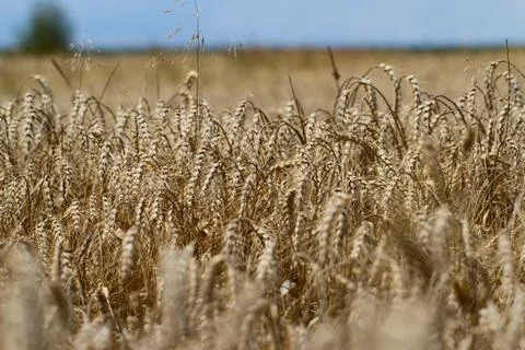 Wheat fields Stock Photos