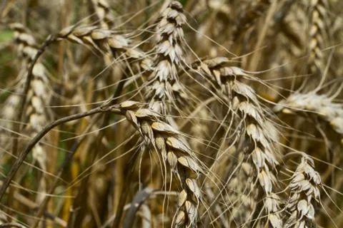 Wheat fields Foto stock