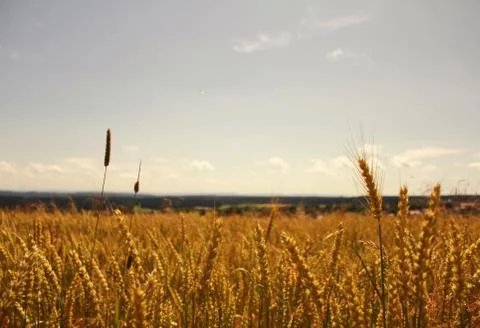 Wheat Fields Foto stock
