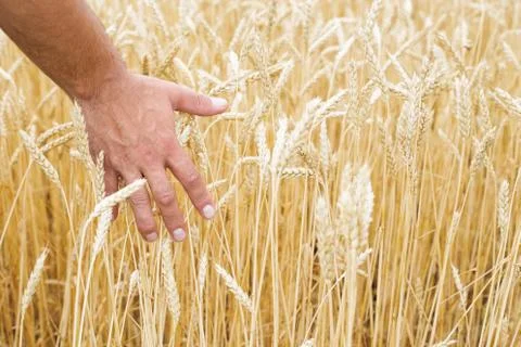 Wheat fields Stock Photos