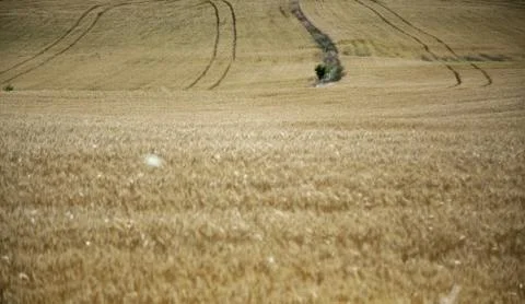 Wheat fields Stock Photos