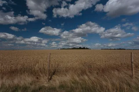 Wheat Fields Stock Photos