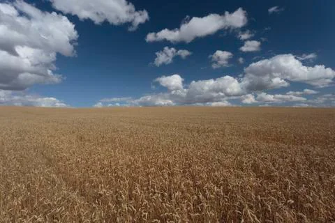 Wheat Fields Stock Photos