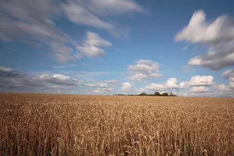 Wheat Fields Stock Photos