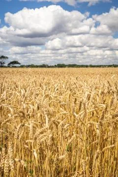 Wheat fields Stock Photos
