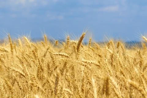 Wheat fields Stock Photos
