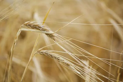 Wheat fields Foto stock