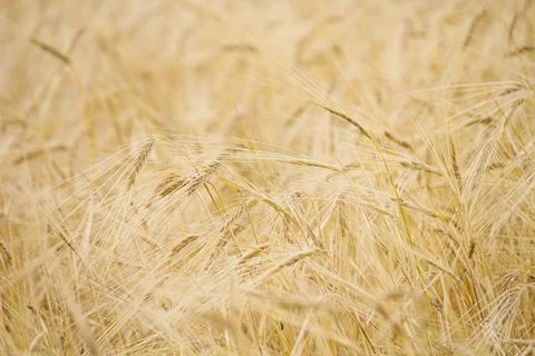 Wheat fields Stock Photos