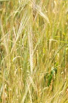Wheat fields Foto stock