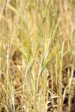 Wheat fields Stock Photos