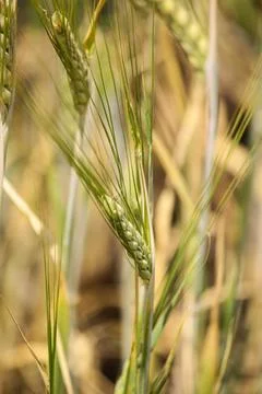 Wheat fields Stock Photos
