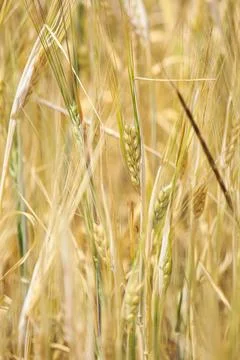 Wheat fields Foto stock
