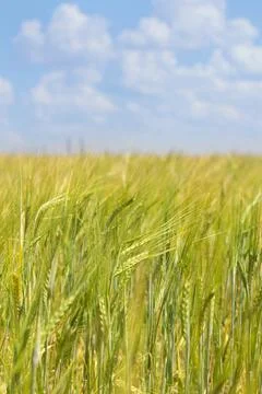 Wheat fields Foto stock