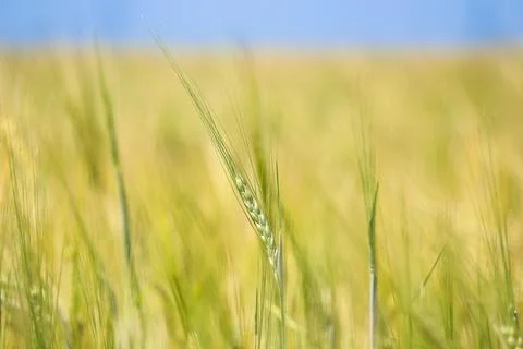 Wheat fields Stock Photos