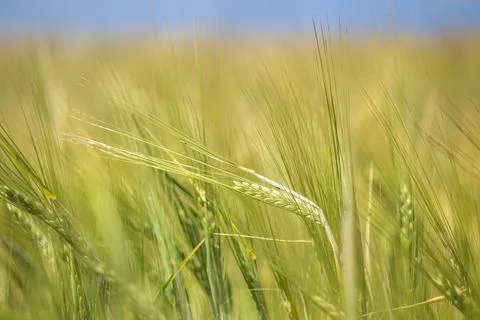 Wheat fields Foto stock