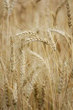 Wheat fields Stock Photos