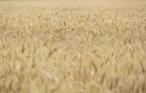 Wheat fields Stock Photos