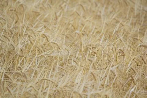 Wheat fields Stock Photos