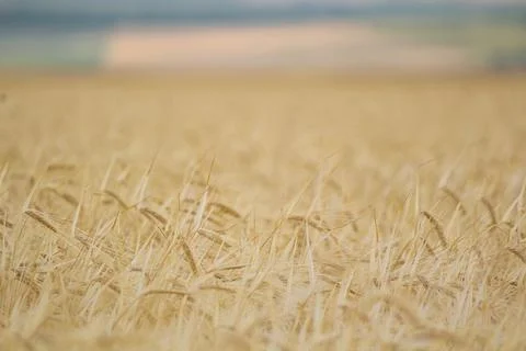 Wheat fields Stock Photos