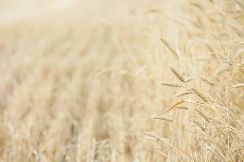Wheat fields Stock Photos