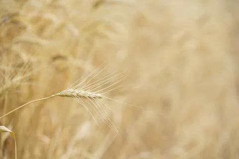 Wheat fields Stock Photos