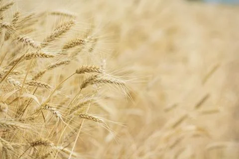 Wheat fields Foto stock