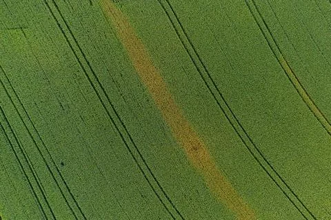 Wheat fields photographed with drone Stock Photos