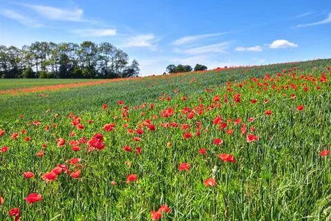 Wheat fields with poppies in early summer. A photo of poppies in the countryside Stock Photos